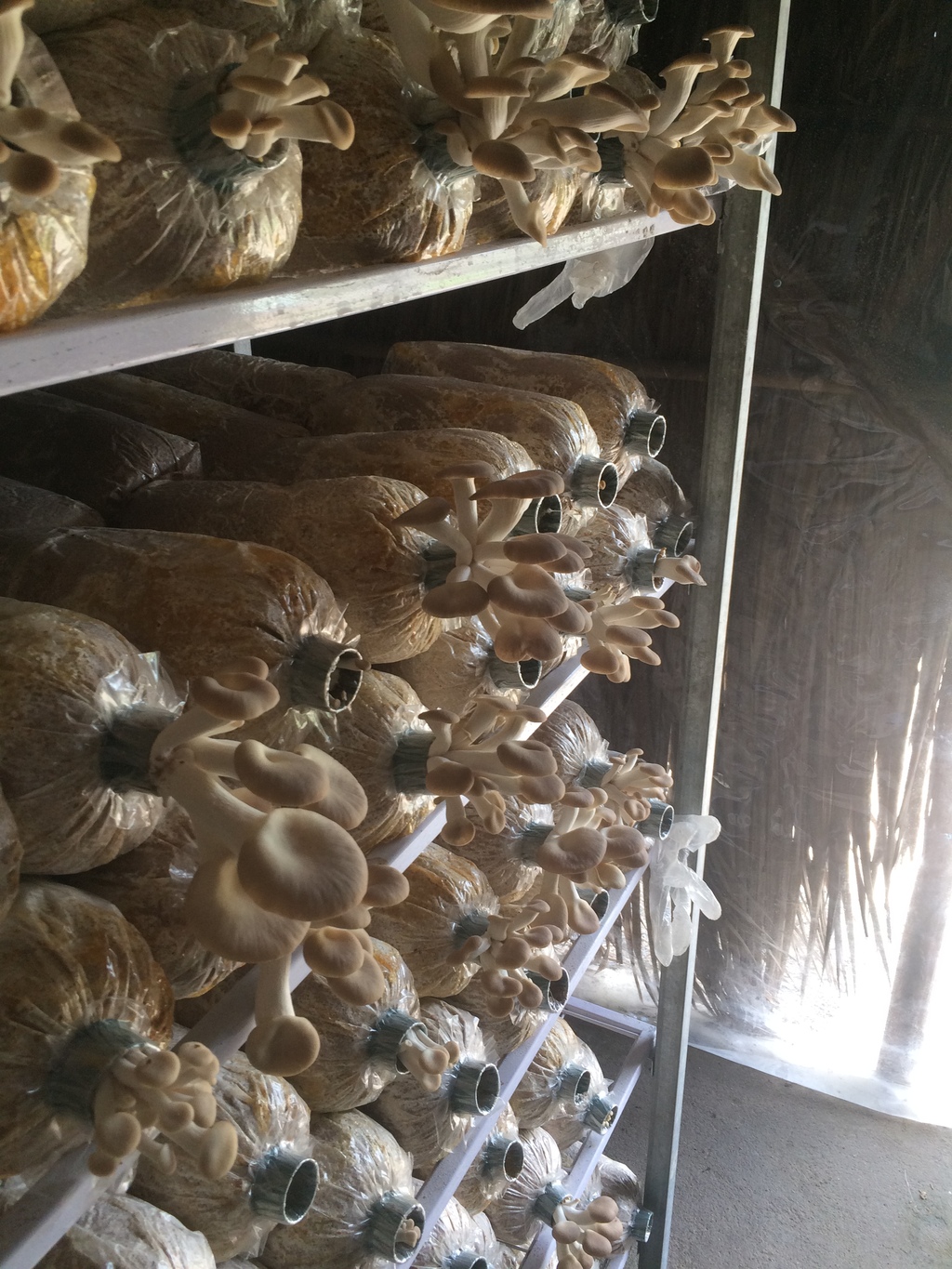 Công nghệ trồng nấm nấm bào ngư trong container tự động hóa