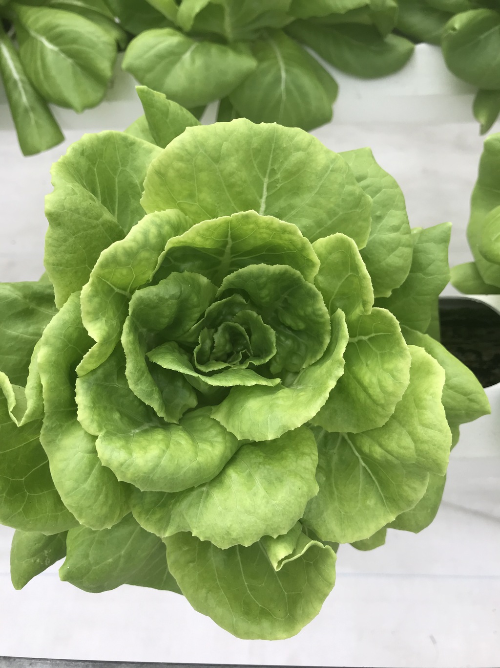 Rau thủy canh trồng tự động hóa trong nhà màng