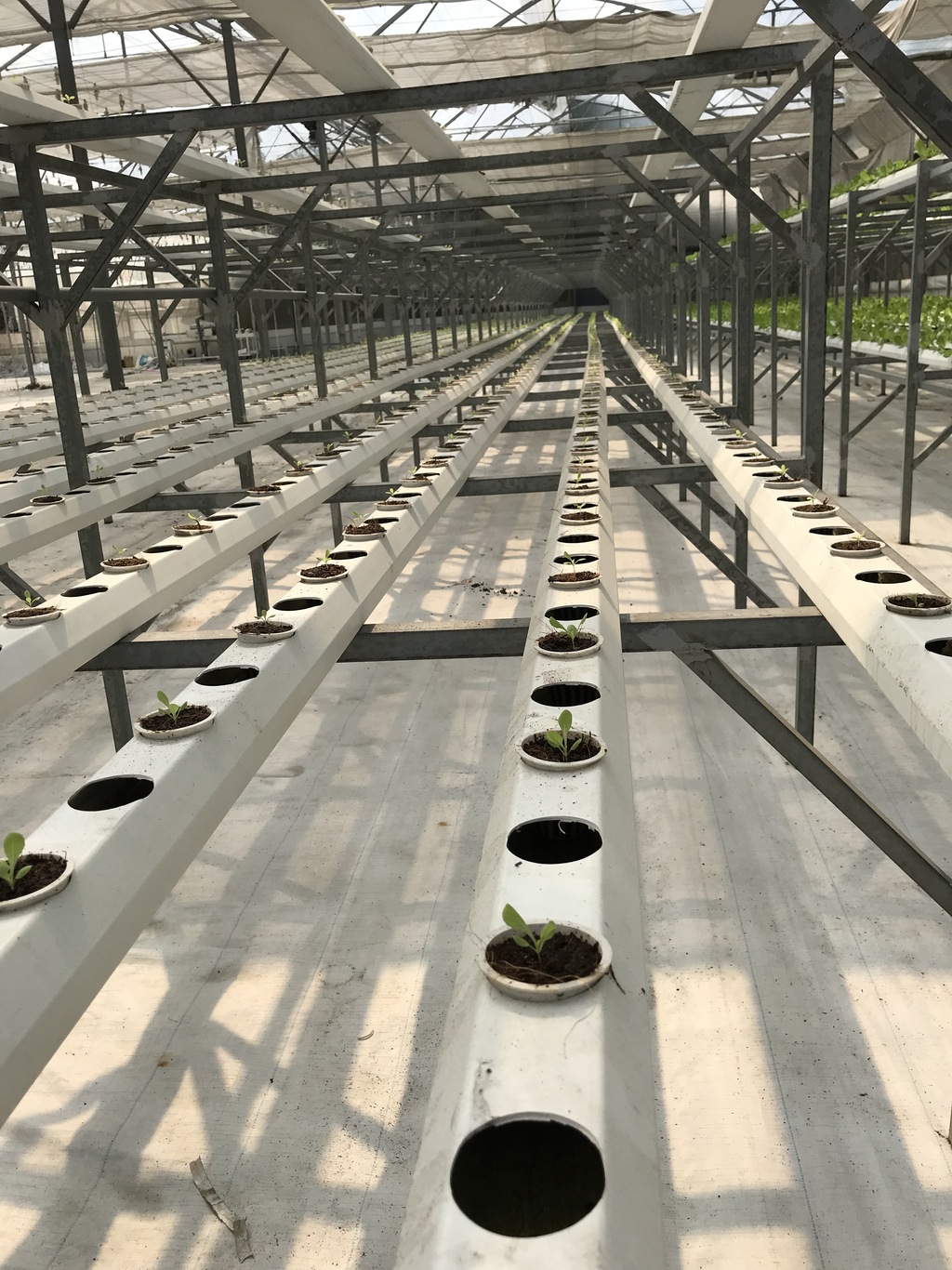 Nhà màng tự động hóa