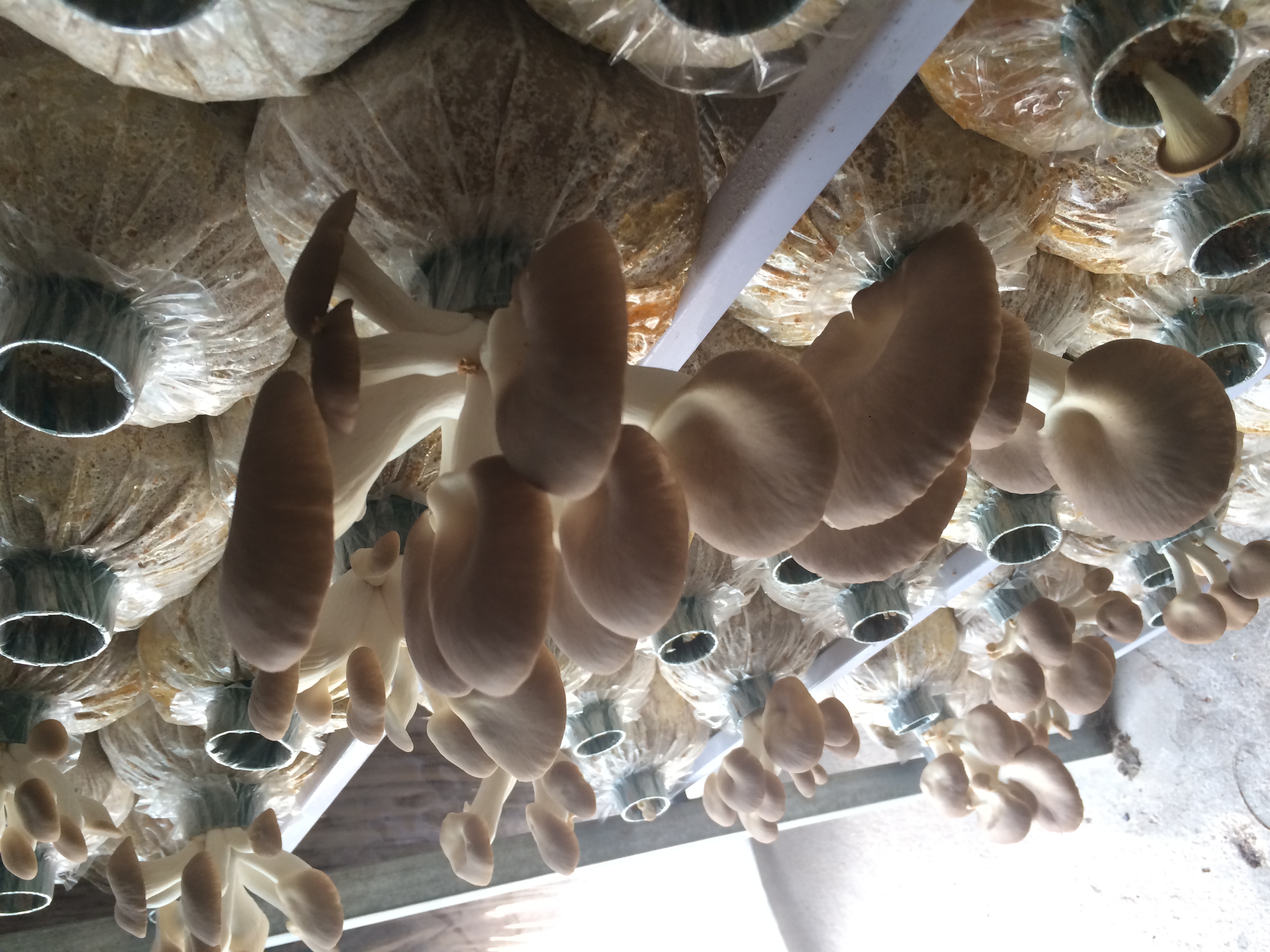 NẤM BÀO NGƯ XÁM